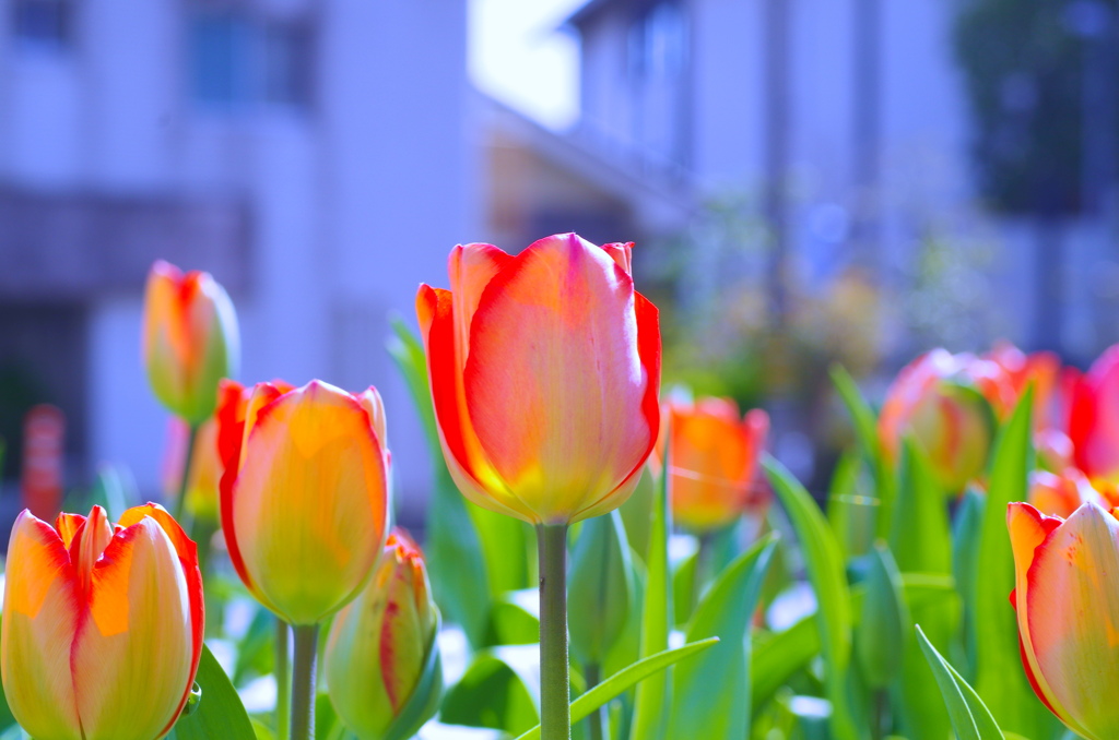 flower7005