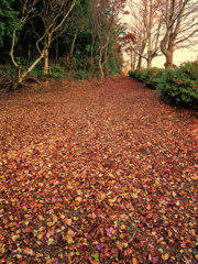 leaves0105