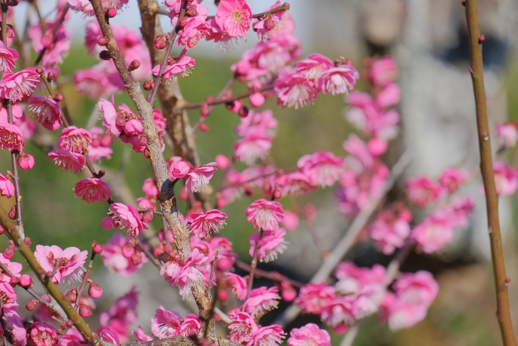 flower7633