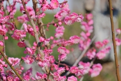 flower7633