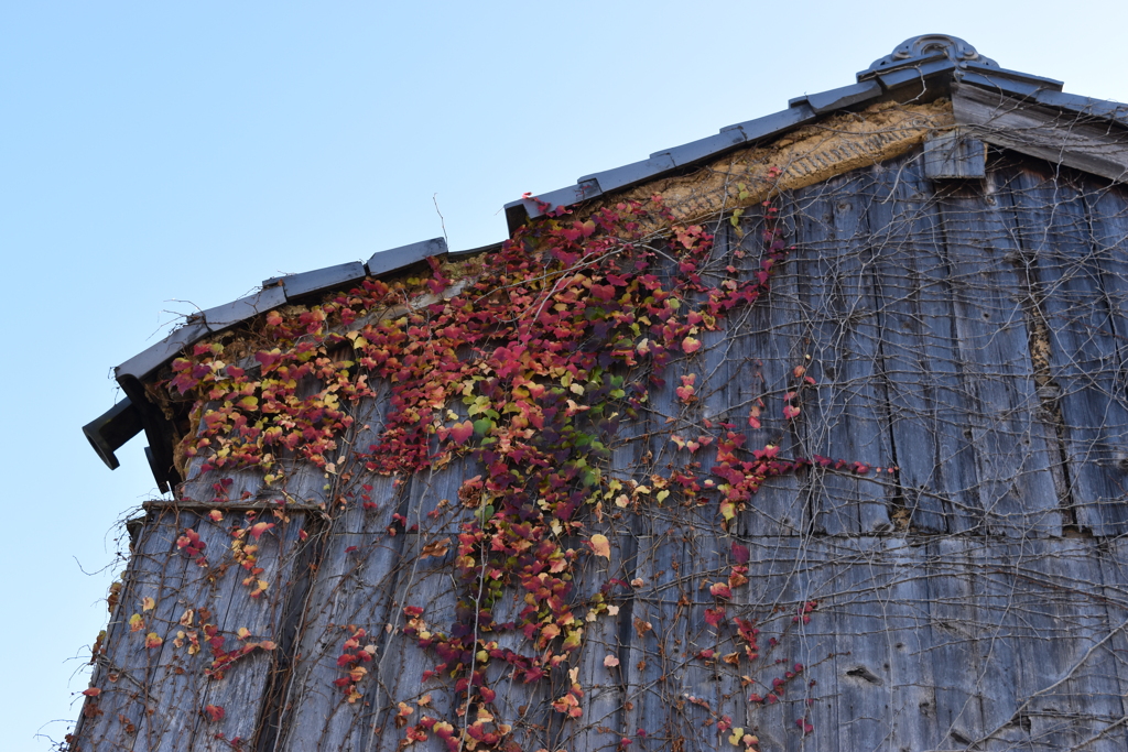 leaves0166