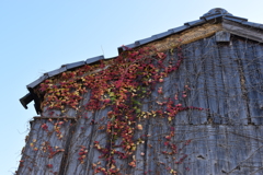 leaves0166