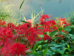 flower1040370