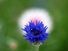 flower1010792