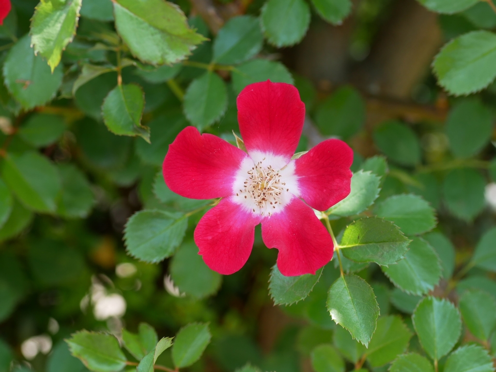 flower1020162