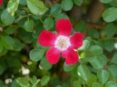 flower1020162