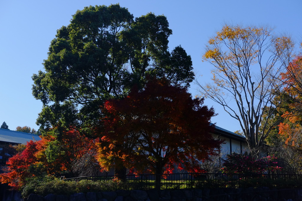 tree0279