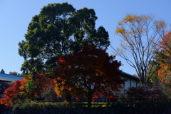 tree0279
