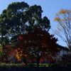 tree0279