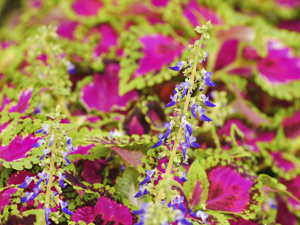 flower1020964