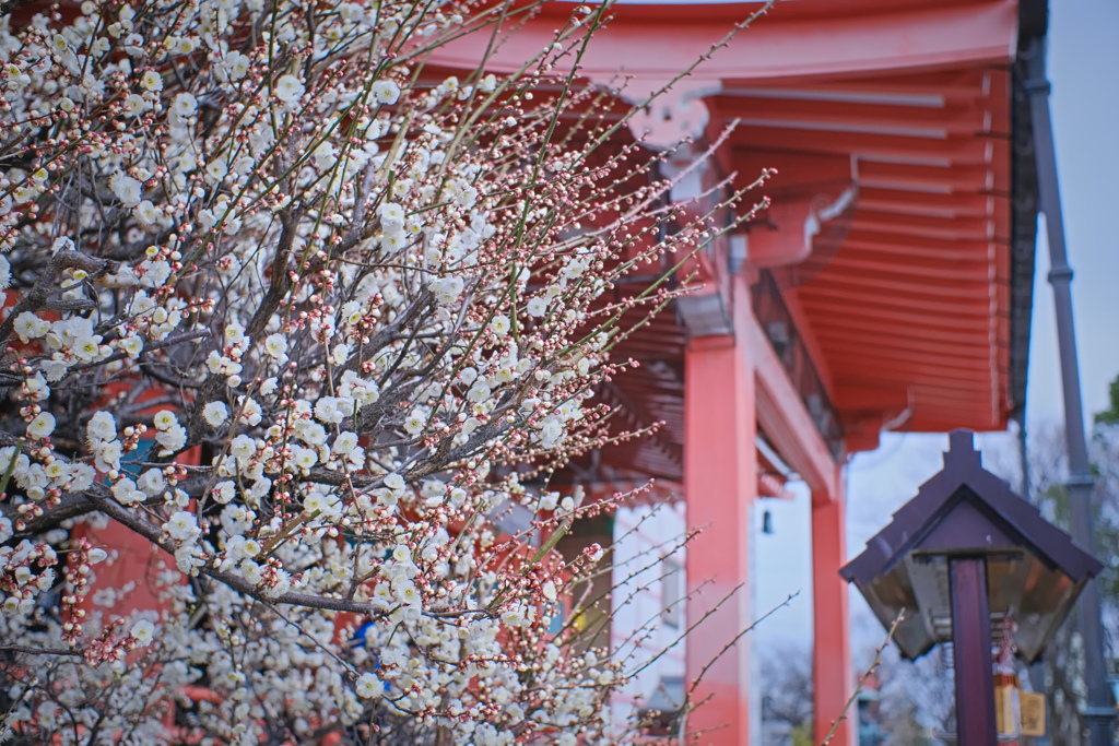 flower7327