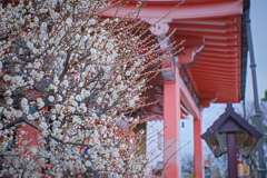 flower7327