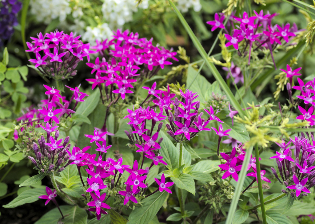 flower1030290