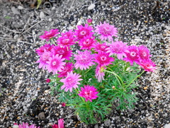 flower0171