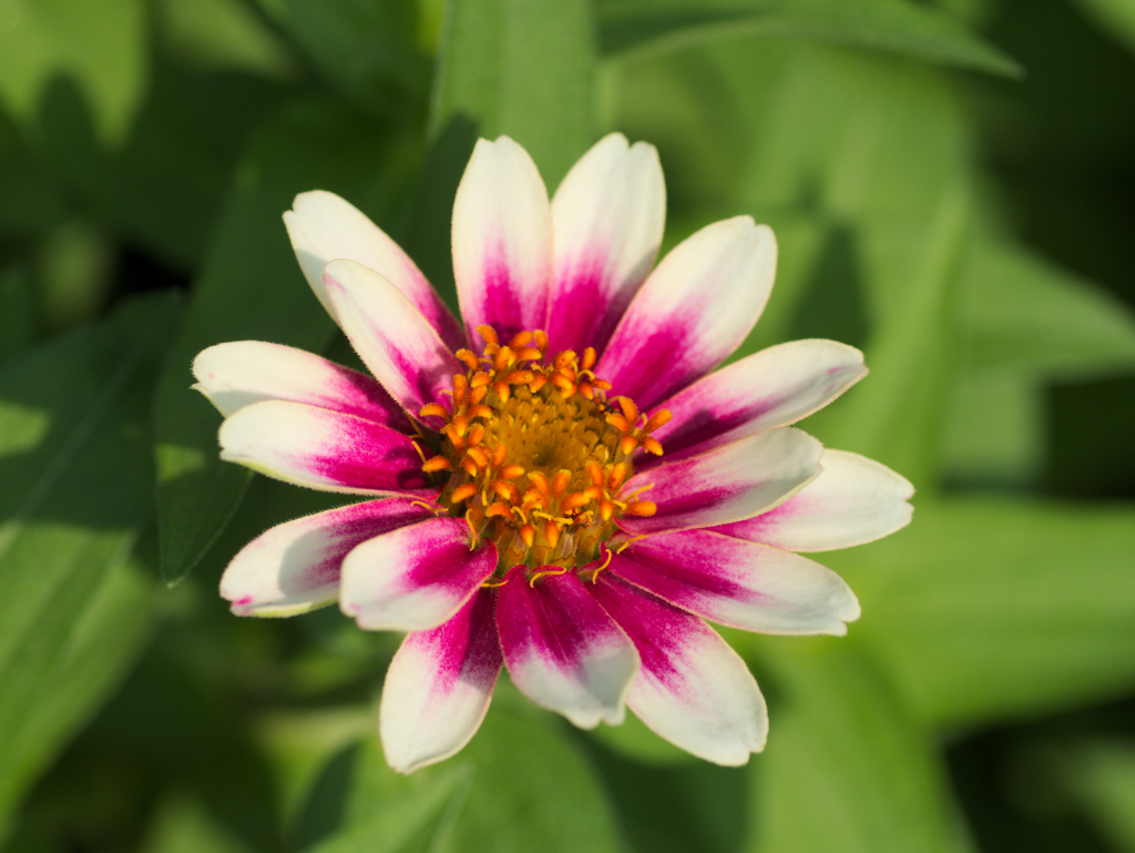flower1030205