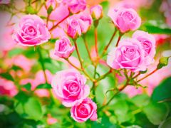 flower1020147