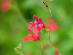 flower1030992