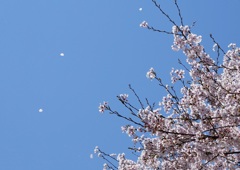 flower04596