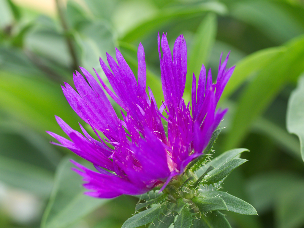 flower1030149