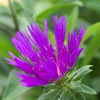 flower1030149