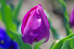 flower7044