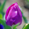 flower7044