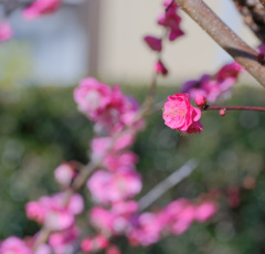 flower7612