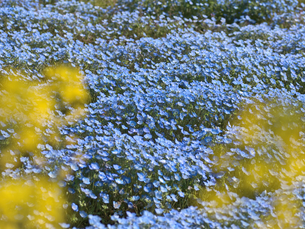 flower1010202