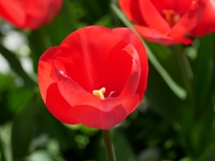 flower1010122