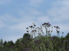 flower1020577
