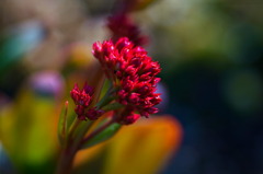 flower6908