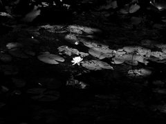 flower1030712