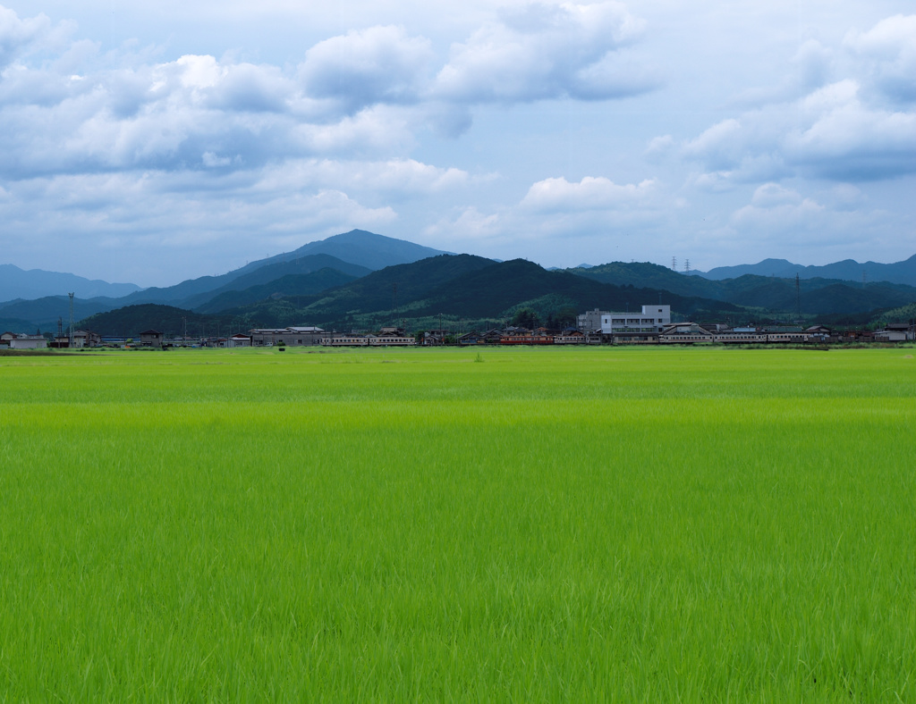 grass203128