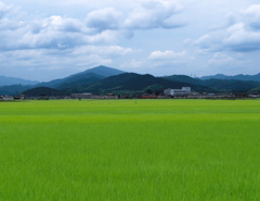 grass203128