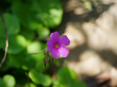 flower1040193
