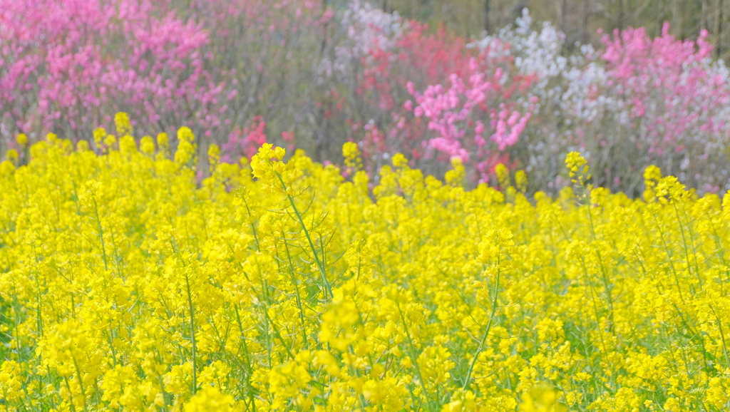 flower8933