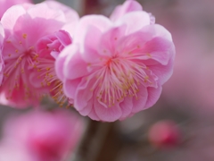 flower1000350