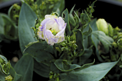 flower1020642