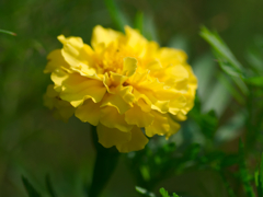 flower1030675