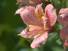 flower1020237