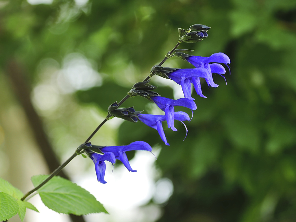 flower1020632