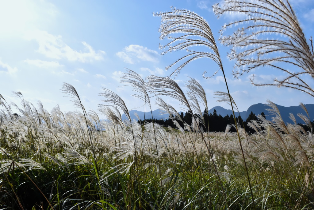 grass0100