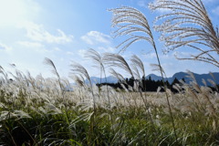 grass0100