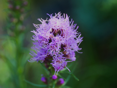 flower1030671