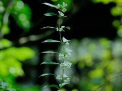 berry1040299