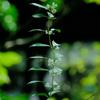 berry1040299
