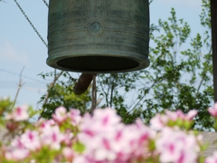 flower1010535