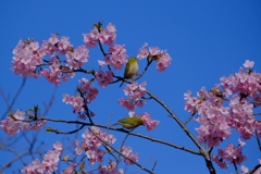 flower8220