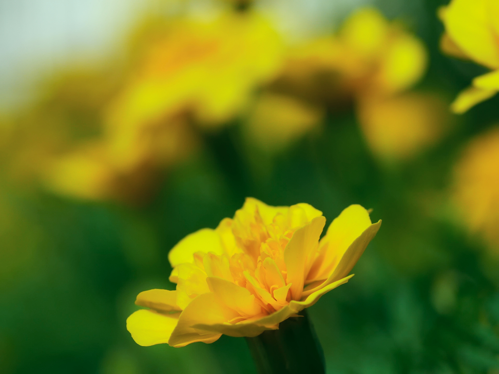 flower1040118