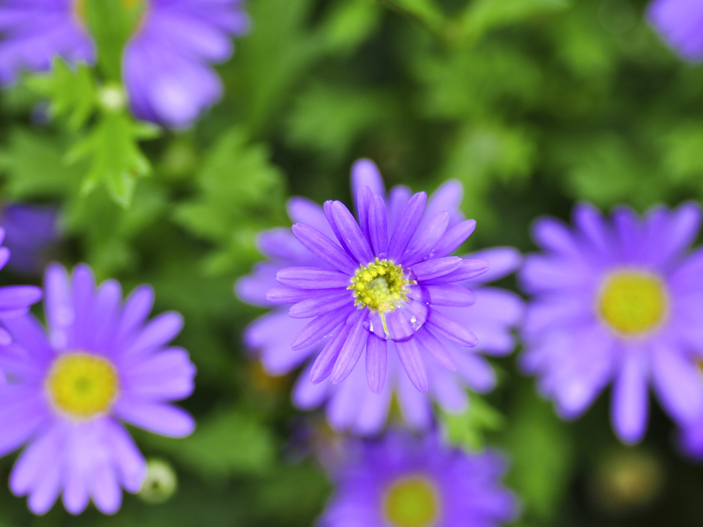 flower1020800